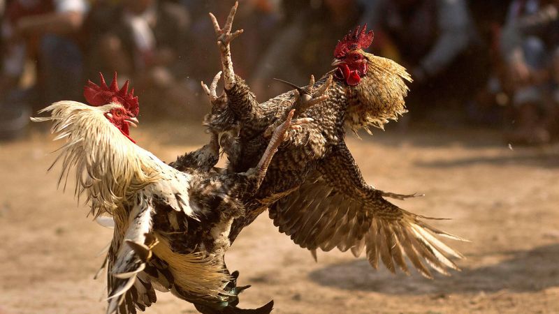 Đá gà 88Bet trả thưởng siêu tốc trong ngày